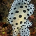 barramundi_kbrtakub_v_0341_sul6883.jpg